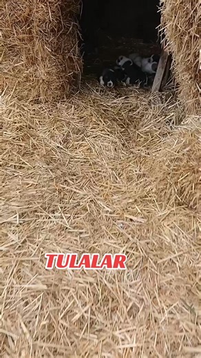 Discovering the Beauty of Tulalar