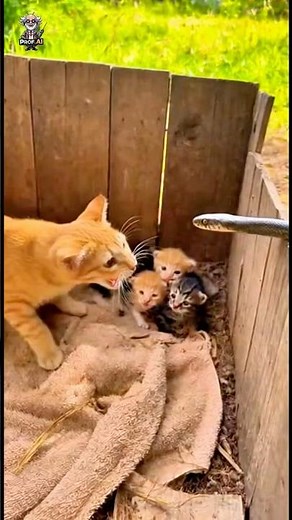 💥🐍 Venom vs Love — Mother Cat Battles to Save Her Kittens ❤️ #AnimalBravery #EpicMoment