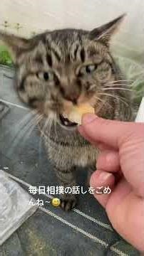 0118 朝会えないすれ違い 居つき猫ハチ（避妊済みメス） #キジ猫 #野良猫