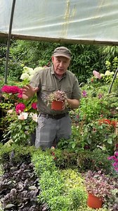 166 reactions | Carpet Bugle are excellent ground cover for months...