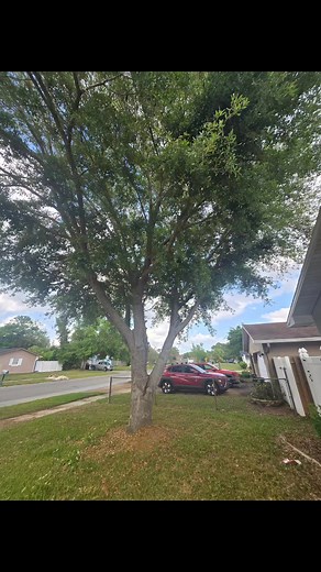 Bryan tree service on Reels