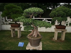 Specific Bonsai Care Guidelines for the Podocarpus