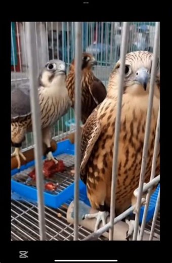 Falcons in Their Cages — Some Eating, Some Just Watching 🦅📹 #morningBreeze1355