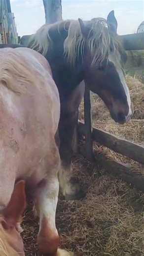 Beautiful Stallion & Mare Bonding 🐎💖 | Amazing Farm Horse Moments