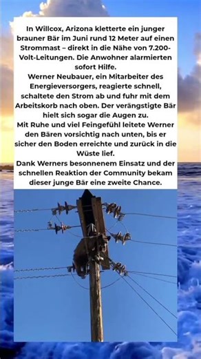 Held des Tages: Arbeiter rettet jungen Bären von gefährlichem Strommast!