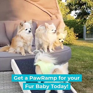 29K views · 75 reactions | The #1 Vet-Recommended Way to Protect Your...