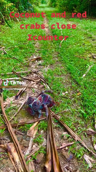 Intense Coconut Crab Vs Red Crab Battle | Red Crab Taken Down