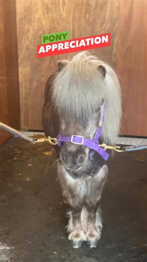 2024 highlights - pony pats! 🥹 | Racing.com