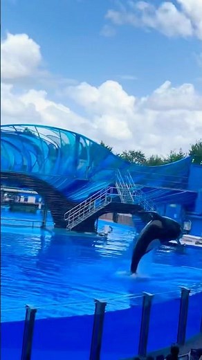 SEA WORLD Dolphin show at #Seaworld Florida