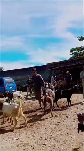 pasar hewan masih rame