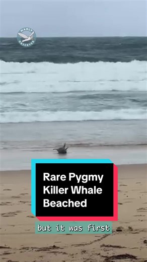 Rescue Attempt of Beached Pygmy Killer Whale at Manly Beach