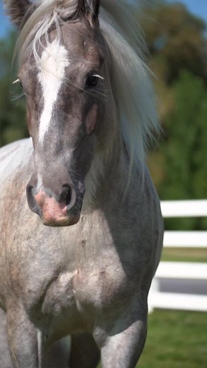 One of the rarest colors in the Gypsy Vanner breed is the Silver Blue Roan like Champ here! #GypsyVanner #Gypsyvannerhorse #LDRWhiskey #stallion #longmane #fluffyanimal #featheredhorse #blueroan #cowgirlhorse #maneandtail #biomane #rarecolor #horses | Bar Milton Ranch