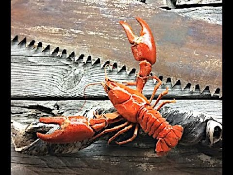 How to Taxidermy Crawfish at Home Crayfish Crab Fish Hack
