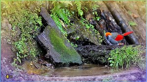 Red-tailed Laughingthrush (赤尾噪鹛,Trochalopteron milnei) is splashing, one after another, in Yunnan province. An exquisitely- and distinctively-colored laughingthrush that features bright red wings and tail. ❤蓝天摄影 ❤❤❤ #China #nature #birds #wildlife #travel #peace #beauty #beautiful #love | Lin hillside