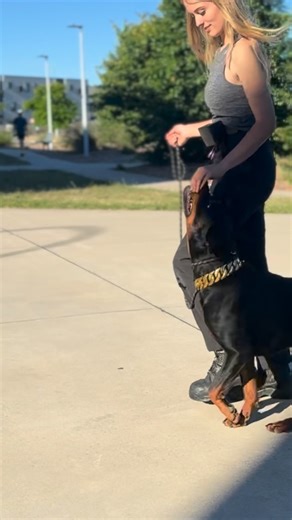 1.1K views · 4 comments | Do you really own a rottie if they don’t have a gold chain??  New addition from @k9mob.au #gifted | Dogs With Laney | Facebook
