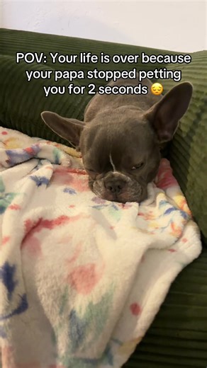 Life with a Frenchton 😂 #frenchton #frenchtons #bostonterrier #frenchbulldog #dog