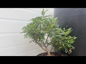 Pruning a Pepper Tree Bonsai | Calm Step-by-Step Trim 🌿