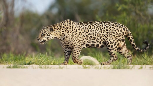 Top 20 Facts about Jaguar - Our Planet