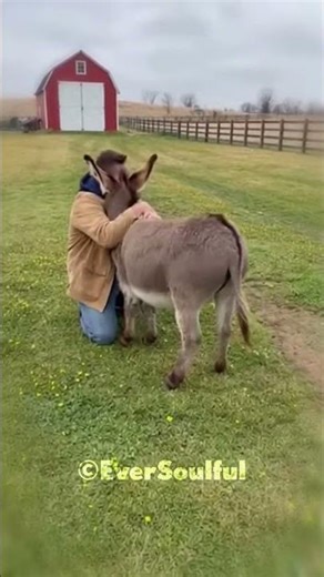 This Donkey Missed His Dad So Much 💖