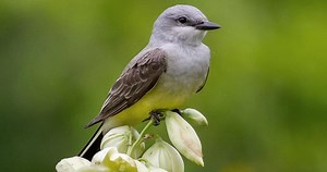 Western Kingbird Identification, All About Birds, Cornell Lab of Ornithology