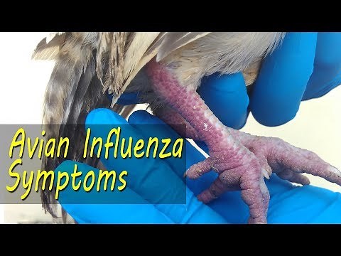 AVIAN FLU Clinical Signs, Bird flu symptoms in backyard chicken: Chicken Farming