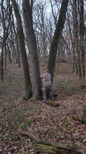 Many you tubers are starting to hunt they way Apex Predator Stands hunt. Placing their stands low and between two trees for better concealment. Here Levi Schmitz is showing how easy it is to place one of our stands. Www.apexpredatorstands.com #iowabowhunter #deerhunting #realtree #whitetaildeer #hunting #archery #Wisconsin #Iowa #TreeStand #bowhunting #Illinois #treestandhunting #bowhunter | Apex Predator Stands