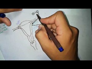 Uterus | Parts | Female Reproductive System Part 4 | Anatomy