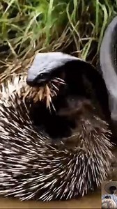 172K views · 908 reactions | Porcupine Vs Snake #fypシ゚viralシ #animal #wildlife #snake #Porcupine Wild Animal World | Forestinalive1986 | Facebook