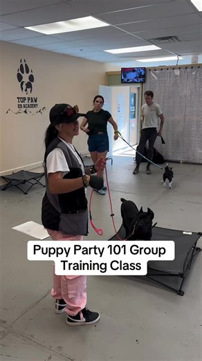 A look at our Puppy Party 101 Group Class! #dogtrainer #puppies #dogtrainersofinstagram #d #dogs #colorado #puppy #dog #denver #dogtraining | Pet Academy