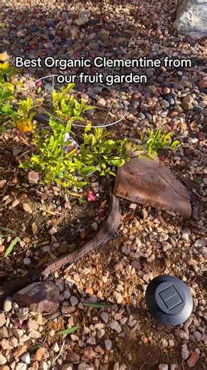 Fresh fruit, A vibrant display of colors, sweetness, and simple joys: It brings a brighter mood to our lives. It’s nature’s way of reminding us to savor the little things. Always thankful #FruitSeason #FreshFruitVibes #reelsvideo❤️ #fypviralinstagram | Juliet Jfc | Facebook