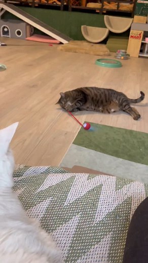 4.2K views · 573 reactions | Another super hot day so we have the a/c on full blast this morning, lights down low and some covering on the windows ❤️ they are playing while it’s cool and will likely nap when it’s warmer. | The Big House Cats | Facebook