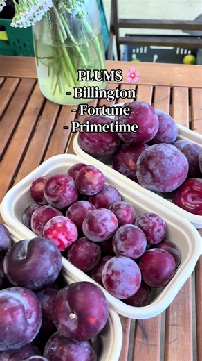 Explore Delicious Stone Fruits at The Village Berry
