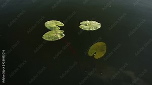 Closeup of water lilies in swamp water. Recorded in Raw on Blackmagic camera.