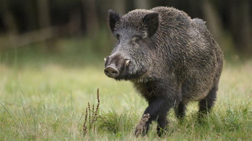 Safari v Bratislave. Magistrát povolil lov a odchyt diviakov na Kolibe a Vinohradoch