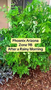 5 comments | #zone9bgardening #desertgarden #desertgardening #arizona #phoenixaz #phoenixrootsgardening | Phoenix Roots Gardening | Facebook