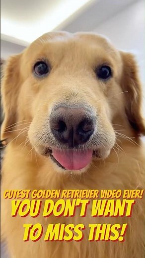 Cutest Golden Retriever Video Ever! 🐶💛