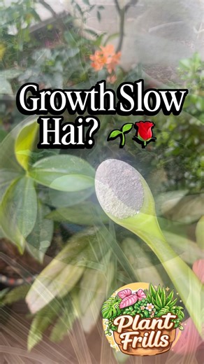 Day3/7 | Homemade Fertiliser| Egg Shell Fertiliser #plantfrills #homemadefertilizer #eggshell