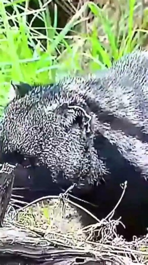 La civeta africana: el animal que muchos confunden con un gato 😱🐾
