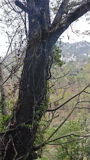 funny comedy app video short