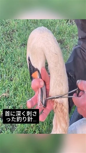 首を貫通した釣り針…白鳥を救出した後の奇跡の再会に涙が止まらない