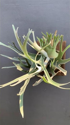 Platycerium Veitchii spore