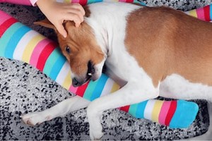 6 Reasons Your Puppy is Biting You - Instinct Dog Behavior & Training