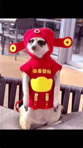 Lai Cai's Miraculous Golden Meerkat: Your Lucky Charm Unveiled