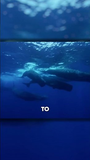 How Whales Won Against Humans 🐳 #wildlife #facts
