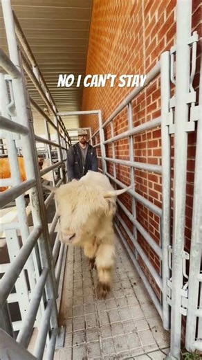 Mini Highland Bull loading up after a hoof trim 🛻 #farm #largeanimal #herd