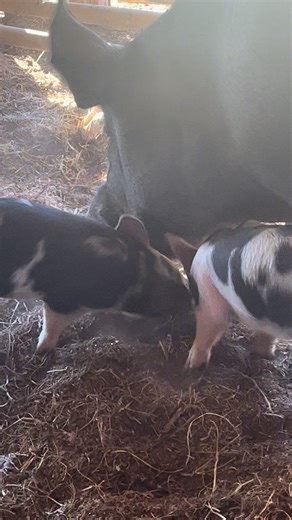 1.2K views · 21 reactions | Best way to dispose of old pumpkins | Simpson’s Meats | Facebook