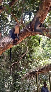 Destination Man, Côte d'Ivoire 🇨🇮 😍 👌🏾 Les singes de la forêt sacrée de Gbêpleu à Man, en Côte d'Ivoire, sont principalement des mones (Cercopithecus campbelli), considérés comme sacrés par la population locale. Ils vivent en liberté dans cette petite forêt urbaine et sont protégés par des croyances traditionnelles. Les habitants leur apportent souvent de la nourriture, renforçant ainsi leur proximité avec les humains. 🎥 Yafohi Travel • • • #yafohitravel #sublimecotedivoire #Civdestination