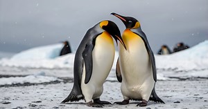 Pseudo-Penguins: Turns Out The Penguins We See Today Are Not Actually 'True Penguins'