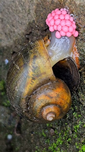 A Rare Sight in Nature: Apple Snail Laying Eggs