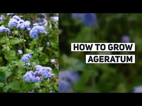 Ageratum Growing Guide (Flossflower) by GardenersHQ